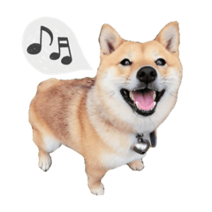 Shiba-Nana