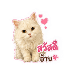 Milin the Fluffy Cat