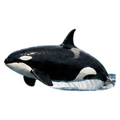 Photoreal Orca Daily Stickers/en