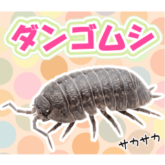 The Daily Life of a Pill Bug