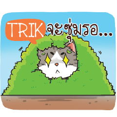 TRIK cheeky cat e