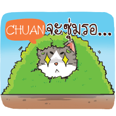 CHUAN2 cheeky cat