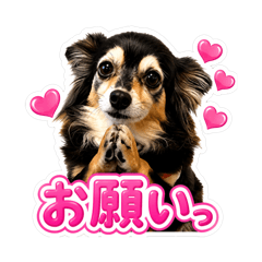 coco_20260807185347