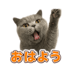 Ruru_20260807185937
