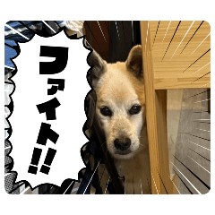 shina_20260807190842
