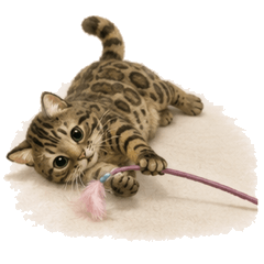 LoepardSpottedCatWoolShiver