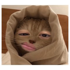 喵哺哺