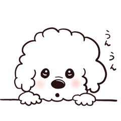 Fluffy White Pup.