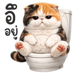Samsee what doing3