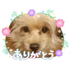MENCHOKO_20260807204934