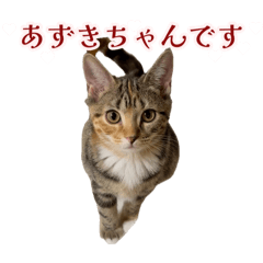 popo_20260807204459
