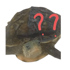 ㄒㄧㄠˇㄍㄨㄟ