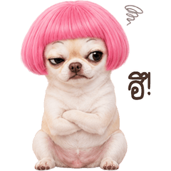 Chihuahua Bob Pink