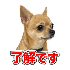 coco_20260808011634