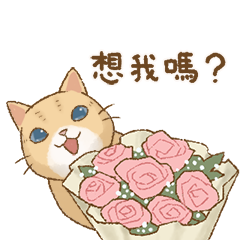 貓咪日和 七夕傳情篇