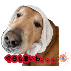 吉川家のレオンくん