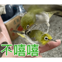 你好綠繡眼
