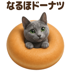 ダジャレ！ ロシアンブルー