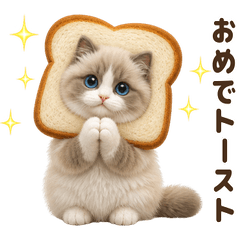 ダジャレ！ ラグドール 子猫