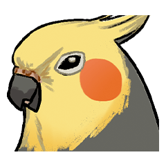 吱吱喳喳的玄鳳鸚鵡