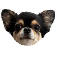 Mocha La Ingobernable_20260808125443