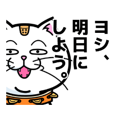 Tambourine cat