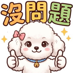 Cute white  poodle