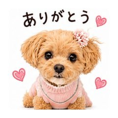 Maltipoo Coco Coco