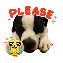 PitbullMoo6