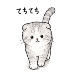 My Scottish Fold Cat (Folded Ears)