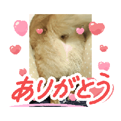 movingmaro