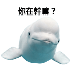 可以永久使用的白鯨