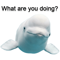 BIG! Beluga whale that can be used (EN)