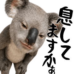 Annoying Koala Japanese Stickers