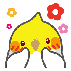 玄鳳鸚鵡NO.1-心花朵朵小腮紅