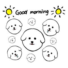 bichon frise dogs(fluffy dogs)2