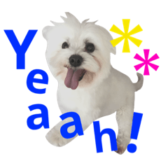 Nontan the Maltese :)