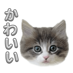 nekooo_2525