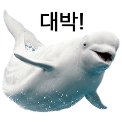Beluga whale that can be used forev (KR)