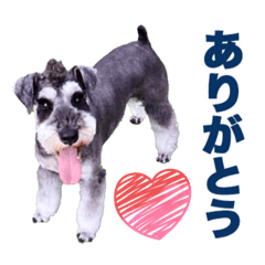 schnauzer Ao