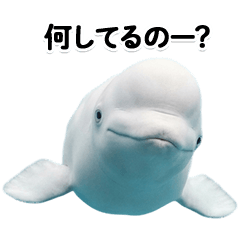 BIG! Beluga whale that can be used forev