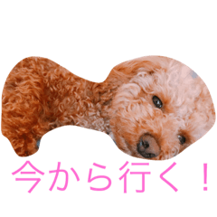 toy poodleNo. 1