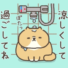 Melting cat.Summer.Bicolor cat.2