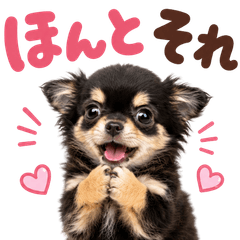 Cute Long-Haired Chihuahua Stickers