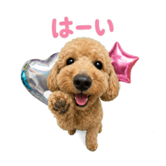 Cozy Toy Poodle Moments
