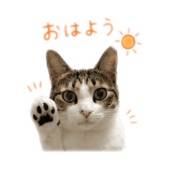 mai_20260808222725