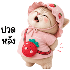 แมวสลิดน่ารักชุดสตรอเบอรี่