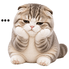 cute chubby scottish fold cat