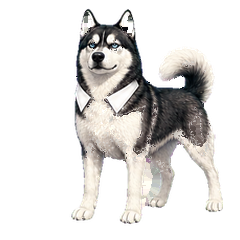Too Handsome Husky Senpai Moves