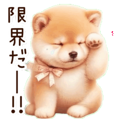 A negative Shiba Inu